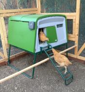 Two chickens walking up into an Omlet chicken coop.