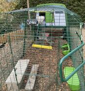 Chickens in the run attached to the green Eglu Cube chicken coop.