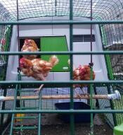 Three chickens in the run of their green Eglu Cube chicken coop.