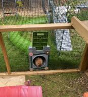 A rabbit sitting in the Zippi tunnel attached to a wooden hutch.