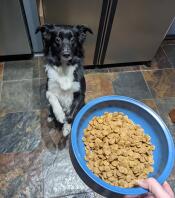 A dog sitting waiting for her Omlet dog bowl filled with food.