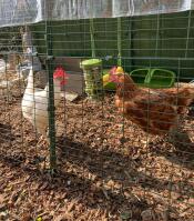 Chickens pecking at thier caddi treat holder filled with vegetables.