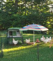 A green Eglu Cube chicken coop with chickens in a garden.