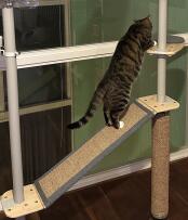 A cat climbing on the ramp attached to the freestyle cat tree.