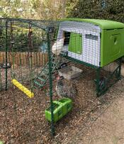 A chicken walking up the ladder into the green Eglu Cube chicken coop.