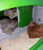 Chickens resting in nesting tray inside green Eglu Cube Chicken Coop.