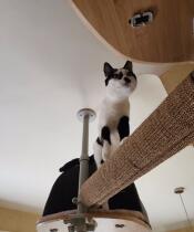 A cat stood on the horizontal scratching post.