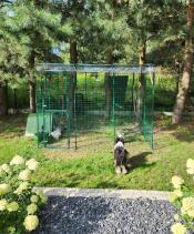 The chicken walk in run 2 x 3 x 2 installed in a garden with Eglu Go chicken coop.