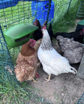 Chickens pecking at the green Eglu Cube feeder.