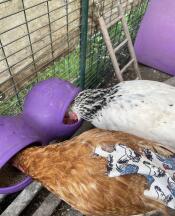 Chickens eating out of the purple Grub feeder.