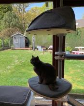 A cat sitting on the step of her indoor cat tree