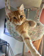 A cat lounging in the freestyle cat hammock in Uptown Deco print.