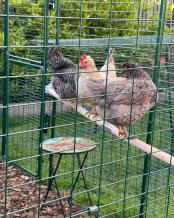 Three chickens on their perch