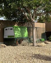 Green Eglu Cube chicken coop and run beside a tree in a garden.