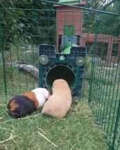 Two guinea pigs entering their tunnel