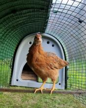 A chicken on a perch in their run with the combi cover attached over them.