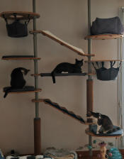 Cats using the indoor freestyle cat tree set up with various accessories.