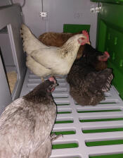 Chickens sitting on the roosting bars inside the Eglu Cube.