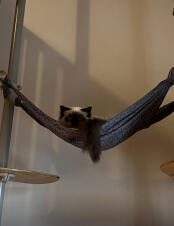 A cat resting in the Catnip grey freestyle lounger, attached to the indoor freestyle cat tree.