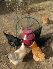 Chickens pecking at a feeder attached to the Feeder Drinker hoop.