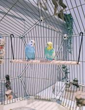 Two budgies resting on the Geo bird cage perch.