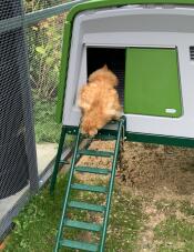 A small chicken goes down the ladder of her coop