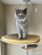 A grey cat on the yellow step of his indoor cat tree