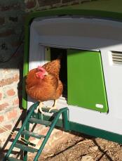 A chicken walking out from a plastic chicken coop.