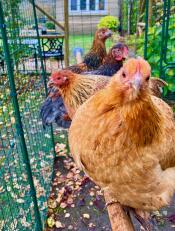 Our happy chickens on their 2m perch.