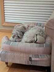 Dog sleeping on a Bolster Dog Bed with wooden brass capped feet and cover featuring Pawsteps Natural pattern