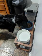 A dog eating from the storm blue Omlet dog bowl set up on a stand.