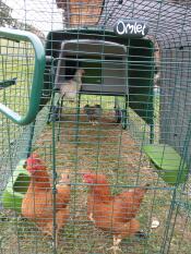 chickens inside a run attached to a large green eglu cube chicken coop