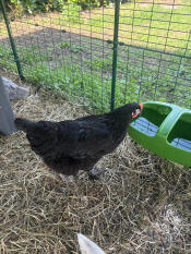 A chicken drinking out of the green Eglu Cube drinker.