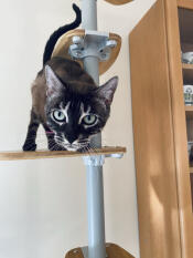 A cat using the indoor freestyle cat tree.