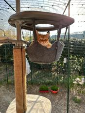 A cat sitting in the outdoor cat hammock attached to the cat tree.