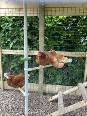Hens perching on the PoleTree chicken perch