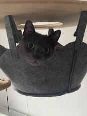 Grey cat inside Freestyle Indoor Cat Tree Hammock.