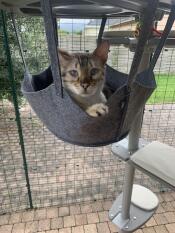 A cat relaxing inside of the freestyle hammock.