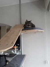 A cat sat on the bamboo platform with grey cushion.