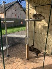 A cat using the scratcher on the freestyle cat tree and another cat sitting on the platform.