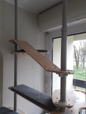 The pole to pole ramp set up on the indoor freestyle cat tree.