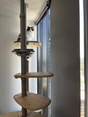 A cat sitting on top of the indoor freestyle cat tree.
