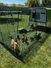 Chickens in the Eglu Cube chicken coop run.