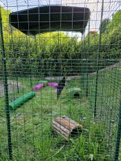 A outdoor guinea pig run enclosure in a garden.