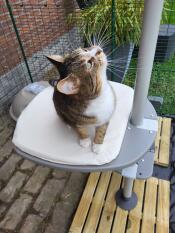 A cat sat on the cream cushion with plastic platform attached to the freestyle cat tree.