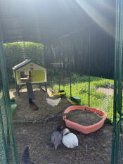 The chicken swing set up in a walk in chicken run enclosure.
