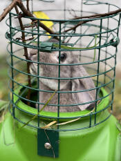 A rabbit looking out of the Zippi lookout tower.
