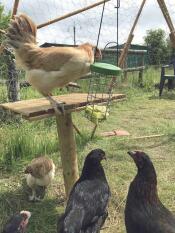 Chickens playing with a treat holder