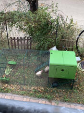 The green Eglu Cube chicken coop with 3m run and wheels set up in a garden.