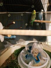 Two bird in their Geo bird cage.